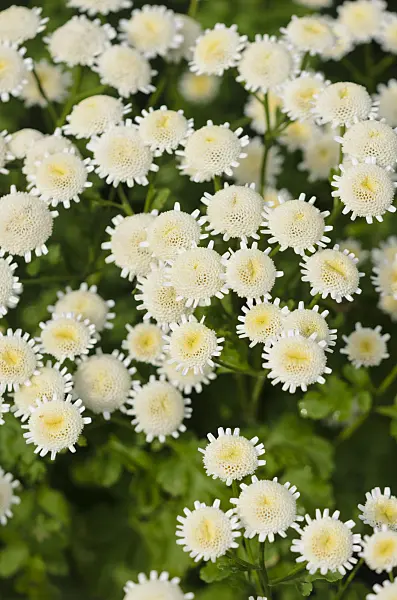 522081 - Feverfew (Tanacetum parthenium 'Selma Stern')
