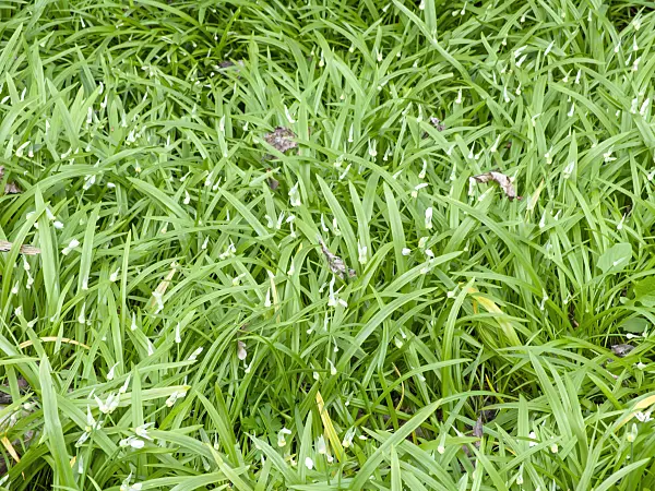 483266 - Few flowered leek (Allium paradoxum)