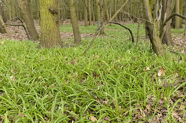 507073 - Few flowered leek (Allium paradoxum)