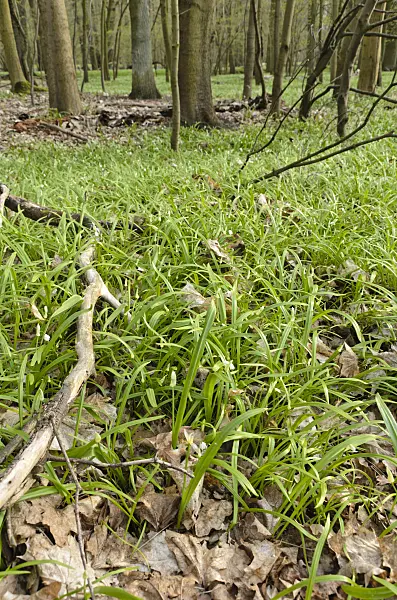 507074 - Few flowered leek (Allium paradoxum)
