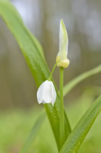 507075 - Few flowered leek (Allium paradoxum)