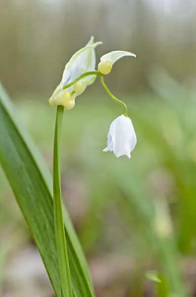 507076 - Few flowered leek (Allium paradoxum)
