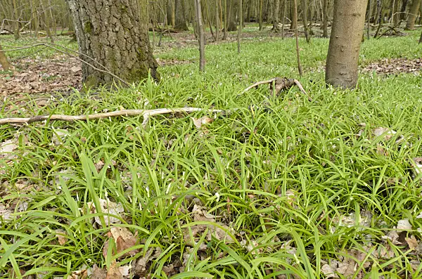 507079 - Few flowered leek (Allium paradoxum)