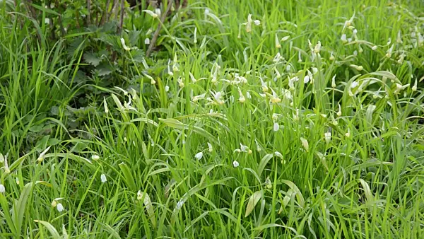 507125 - Few flowered leek (Allium paradoxum)