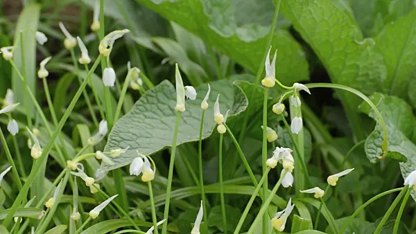 507127 - Few flowered leek (Allium paradoxum)