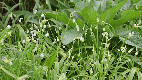 507128 - Few flowered leek (Allium paradoxum)
