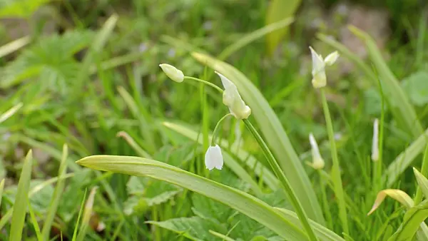 507129 - Few flowered leek (Allium paradoxum)