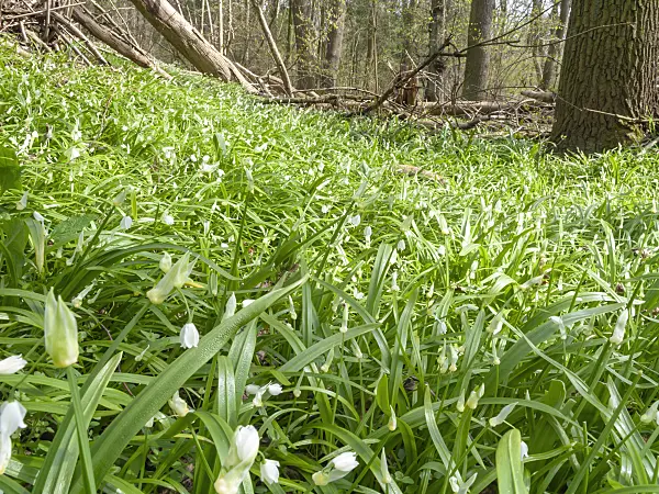 509205 - Few flowered leek (Allium paradoxum)