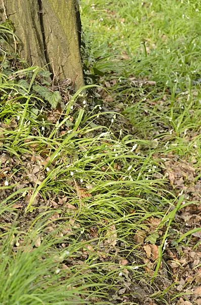 555052 - Few flowered leek (Allium paradoxum)