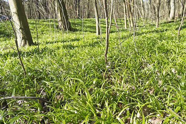 566103 - Few flowered leek (Allium paradoxum)