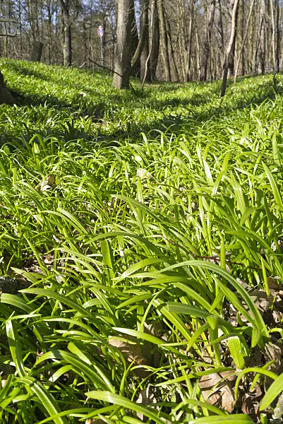 566104 - Few flowered leek (Allium paradoxum)