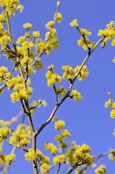 530022 - Fieberstrauch (Lindera obtusiloba)