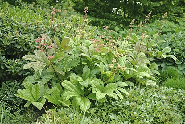 502409 - Fiederblättriges Schaublatt (Rodgersia pinnata)