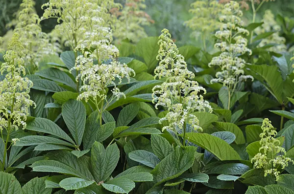 533622 - Fiederblättriges Schaublatt (Rodgersia pinnata)