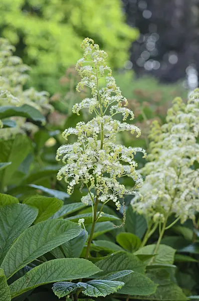 533623 - Fiederblättriges Schaublatt (Rodgersia pinnata)