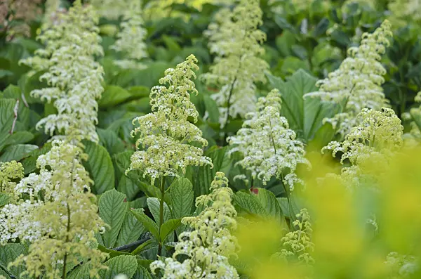 533624 - Fiederblättriges Schaublatt (Rodgersia pinnata)