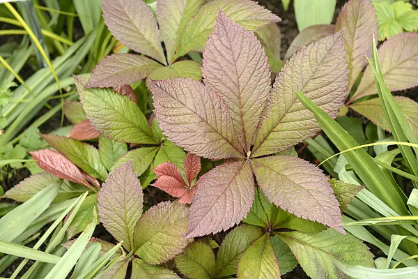 535427 - Fiederblättriges Schaublatt (Rodgersia pinnata 'Bloody Mary')