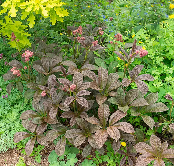 664392 - Fiederblättriges Schaublatt (Rodgersia pinnata 'Chocolate Wings')