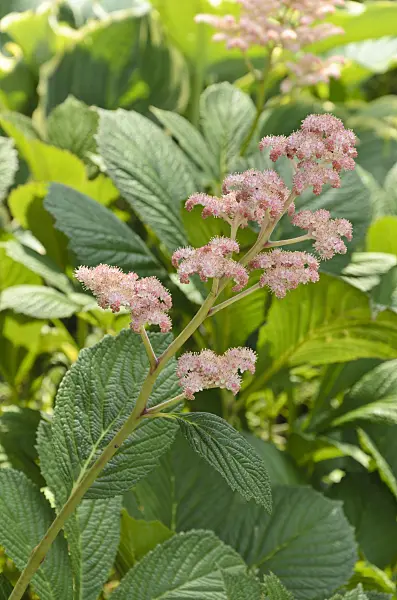 497108 - Fiederblättriges Schaublatt (Rodgersia pinnata 'Die Stolze')