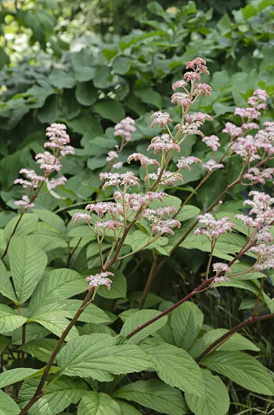 497105 - Fiederblättriges Schaublatt (Rodgersia pinnata 'Maurice Mason')