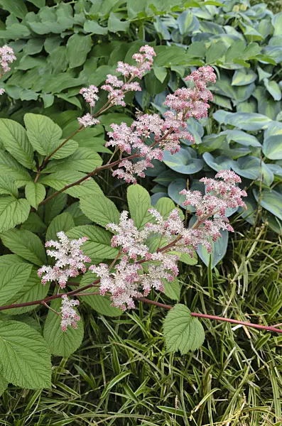497106 - Fiederblättriges Schaublatt (Rodgersia pinnata 'Maurice Mason')