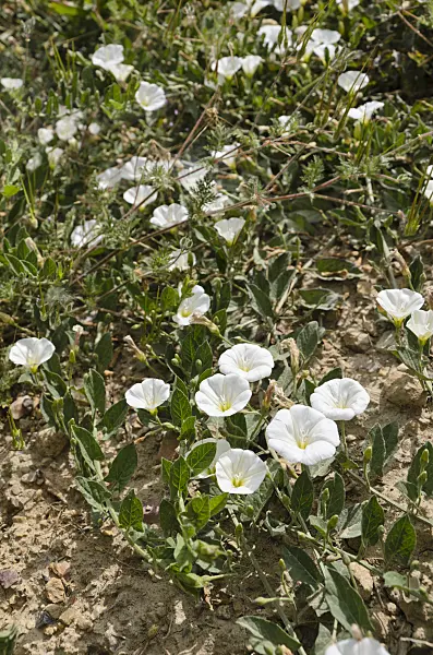 508377 - Field bindweed (Convolvulus arvensis)