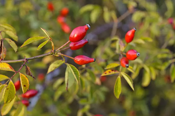 478012 - Field briar (Rosa agrestis)