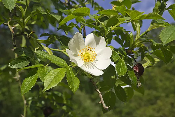 608071 - Field briar (Rosa agrestis)