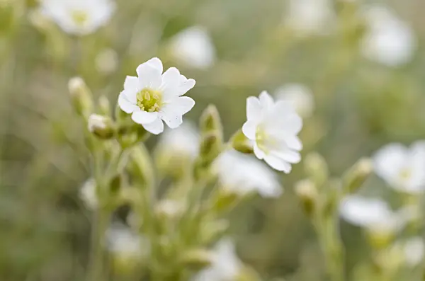 508390 - Field chickweed (Cerastium arvense)