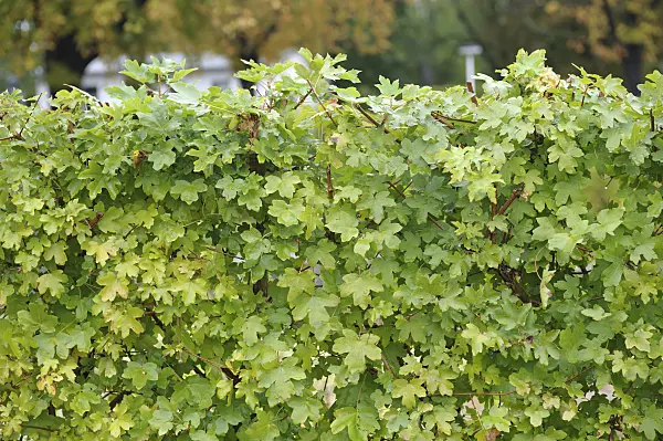 535245 - Field maple (Acer campestre)
