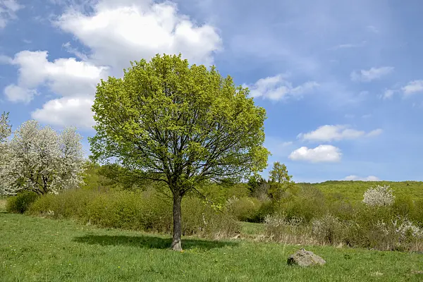 575002 - Field maple (Acer campestre)