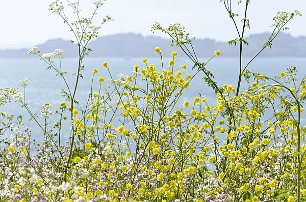508459 - Field mustard (Brassica rapa)