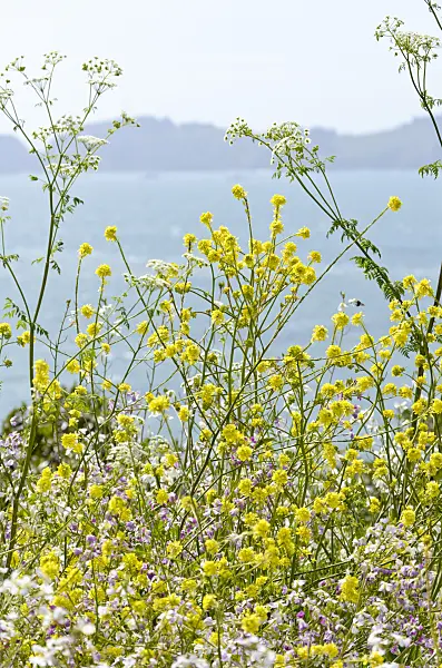 508460 - Field mustard (Brassica rapa)
