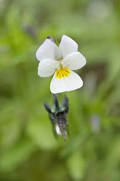 484121 - Field pansy (Viola arvensis)