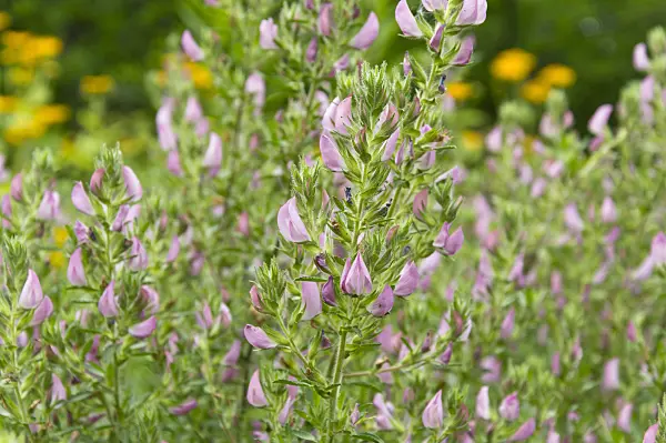 509214 - Field restharrow (Ononis arvensis)