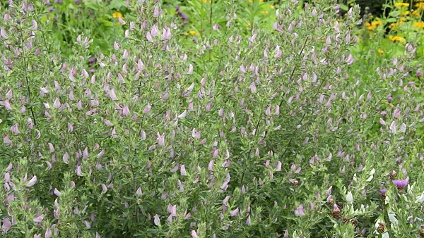 509219 - Field restharrow (Ononis arvensis)