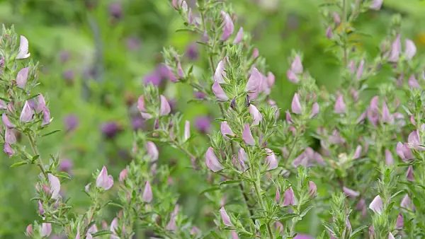 509220 - Field restharrow (Ononis arvensis)