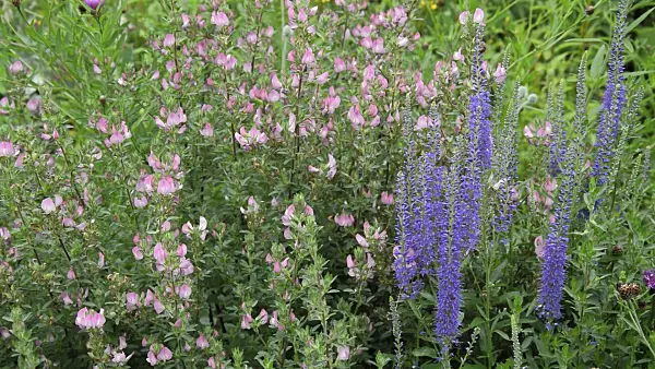 509221 - Field restharrow (Ononis arvensis) and common speedwell (Veronica officinalis)