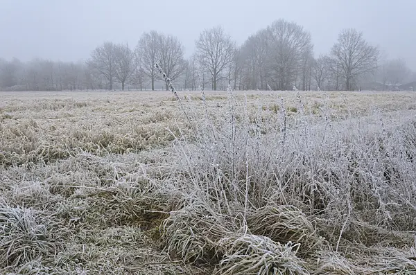 563021 - Field with hoar frost