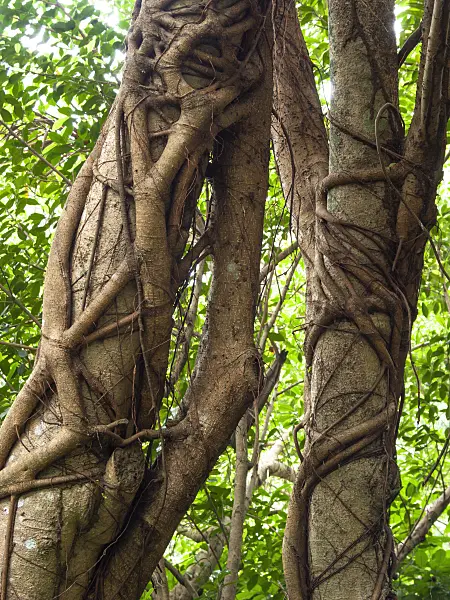 411180 - Fig (Ficus)