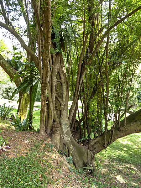 434161 - Fig (Ficus)