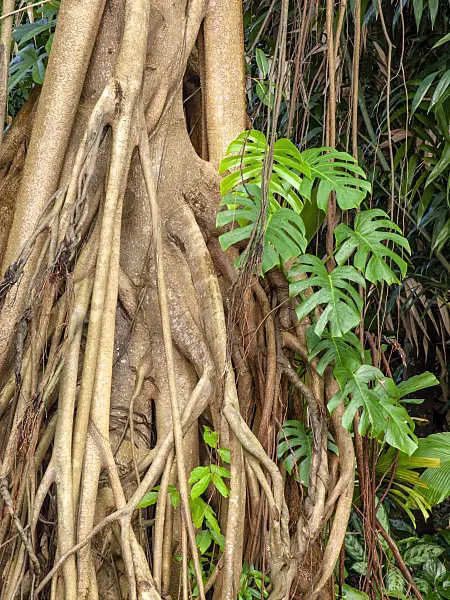 434274 - Fig (Ficus kerkhovenii) and Swiss cheese plant (Monstera deliciosa)