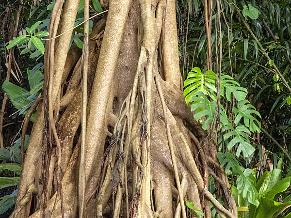 434275 - Fig (Ficus kerkhovenii) and Swiss cheese plant (Monstera deliciosa)