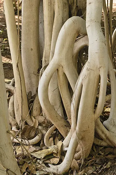 564034 - Fig (Ficus magnoliifolia)