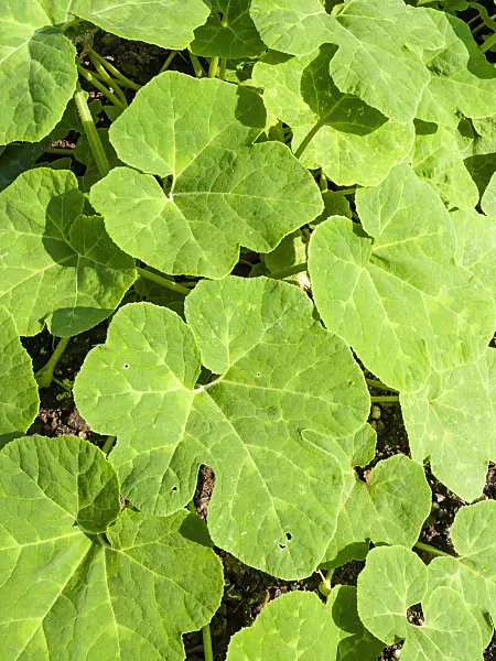 427031 - Fig-leaved squash (Cucurbita ficifolia)
