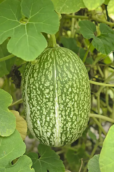 547393 - Fig-leaved squash (Cucurbita ficifolia)