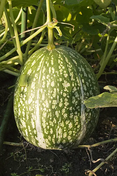 573089 - Fig-leaved squash (Cucurbita ficifolia)