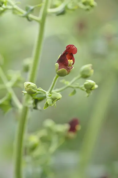 496083 - Figwort (Scrophularia smithii)