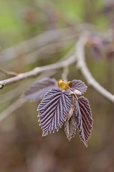 471096 - Filbert (Corylus maxima 'Purpurea')