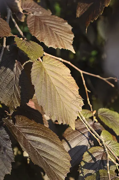 496047 - Filbert (Corylus maxima 'Purpurea')